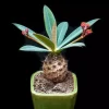 Euphorbia Pachypodioides Seeds - Rare Succulent Cactus Plant Seeds - 5 Seeds - Image 1