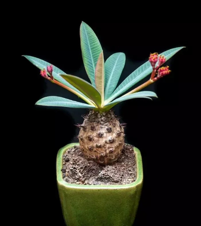 Euphorbia Pachypodioides Seeds - Rare Succulent Cactus Plant Seeds - 5 Seeds - Image 1