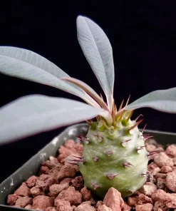 Euphorbia Pachypodioides Seeds - Rare Succulent Cactus Plant Seeds - 5 Seeds - Image 2