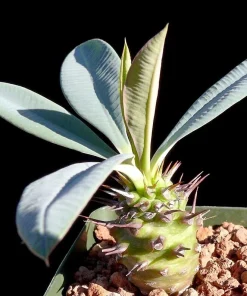 Euphorbia Pachypodioides Seeds - Rare Succulent Cactus Plant Seeds - 5 Seeds - Image 3