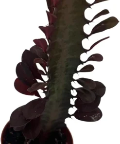 Euphorbia trigona Royal Red African Milk Tree Live Plant 2.5" Pot - Image 2
