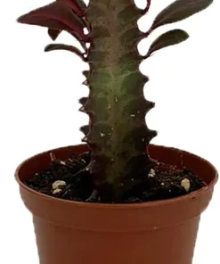 Euphorbia trigona Royal Red African Milk Tree Live Plant 2.5
