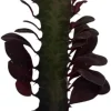 Euphorbia trigona Royal Red African Milk Tree Live Plant 2.5" Pot - Image 1