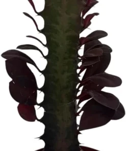Euphorbia trigona Royal Red African Milk Tree Live Plant 2.5