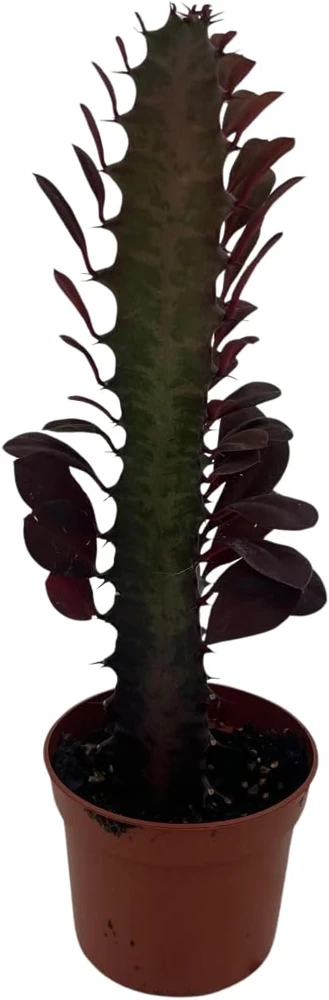 Euphorbia trigona Royal Red African Milk Tree Live Plant 2.5" Pot - Image 1