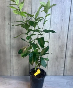 Eureka Lemon in half Gallon Pot, no shipping to ca,az,ak,tx,hi,la,pr,usvi - Image 2