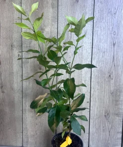 Eureka Lemon in half Gallon Pot, no shipping to ca,az,ak,tx,hi,la,pr,usvi - Image 3