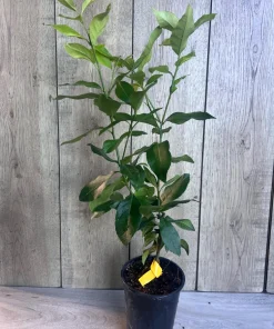 Eureka Lemon in half Gallon Pot, no shipping to ca,az,ak,tx,hi,la,pr,usvi - Image 4