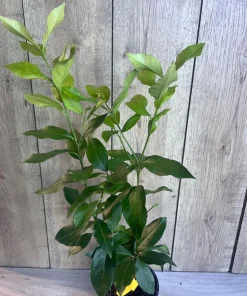 Eureka Lemon in half Gallon Pot, no shipping to ca,az,ak,tx,hi,la,pr,usvi - Image 5