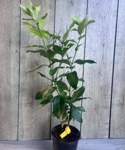 Eureka Lemon in half Gallon Pot, no shipping to ca,az,ak,tx,hi,la,pr,usvi - Image 6