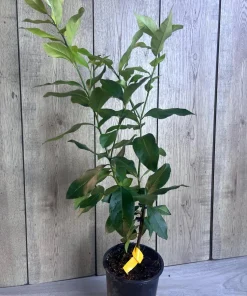 Eureka Lemon in half Gallon Pot, no shipping to ca,az,ak,tx,hi,la,pr,usvi - Image 7