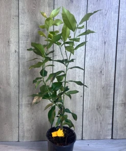 Eureka Lemon in half Gallon Pot, no shipping to ca,az,ak,tx,hi,la,pr,usvi - Image 8
