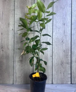 Eureka Lemon in half Gallon Pot, no shipping to ca,az,ak,tx,hi,la,pr,usvi - Image 9