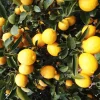 Eureka Lemon in half Gallon Pot, no shipping to ca,az,ak,tx,hi,la,pr,usvi - Image 1