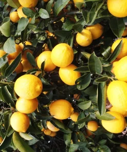 Eureka Lemon in half Gallon Pot, no shipping to ca,az,ak,tx,hi,la,pr,usvi - Image 1