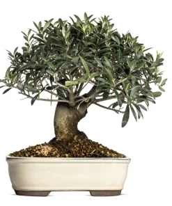 European Olive Tree Seeds – Olea Europaea – 15 Edible Fruit Seeds – Outdoor - Image 10