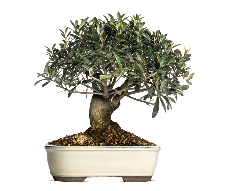 European Olive Tree Seeds – Olea Europaea – 15 Edible Fruit Seeds – Outdoor - Image 10