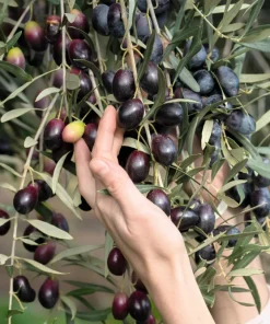 European Olive Tree Seeds – Olea Europaea – 15 Edible Fruit Seeds – Outdoor - Image 2
