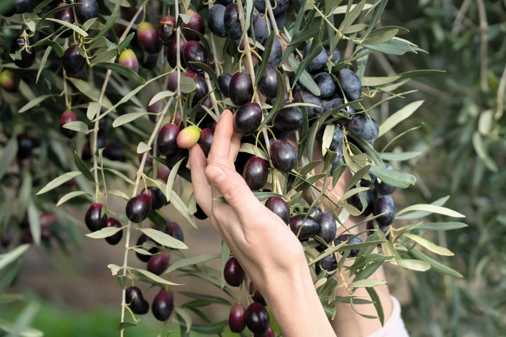 European Olive Tree Seeds – Olea Europaea – 15 Edible Fruit Seeds – Outdoor - Image 2