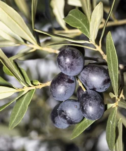 European Olive Tree Seeds – Olea Europaea – 15 Edible Fruit Seeds – Outdoor - Image 3