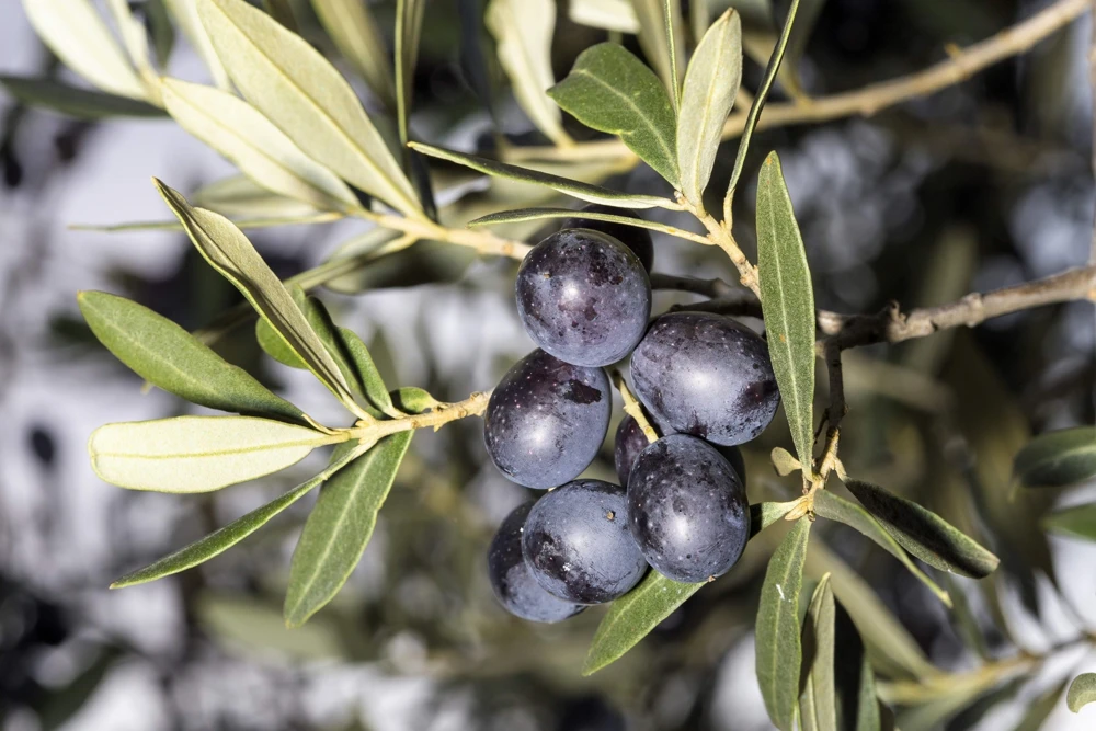 European Olive Tree Seeds – Olea Europaea – 15 Edible Fruit Seeds – Outdoor - Image 3