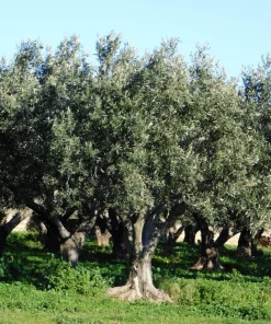 European Olive Tree Seeds – Olea Europaea – 15 Edible Fruit Seeds – Outdoor - Image 4