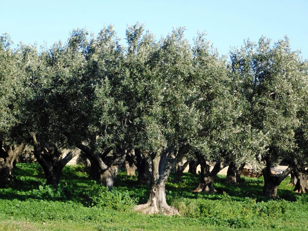 European Olive Tree Seeds – Olea Europaea – 15 Edible Fruit Seeds – Outdoor - Image 4