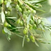 European Olive Tree Seeds – Olea Europaea – 15 Edible Fruit Seeds – Outdoor - Image 1