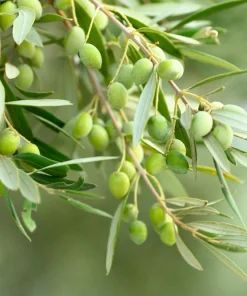 European Olive Tree Seeds – Olea Europaea – 15 Edible Fruit Seeds – Outdoor - Image 1
