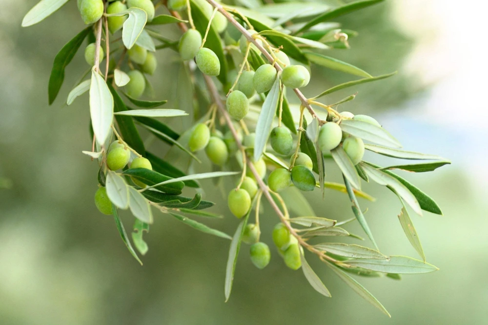 European Olive Tree Seeds – Olea Europaea – 15 Edible Fruit Seeds – Outdoor - Image 1
