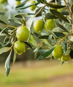 European Olive Tree Seeds – Olea Europaea – 15 Edible Fruit Seeds – Outdoor - Image 5