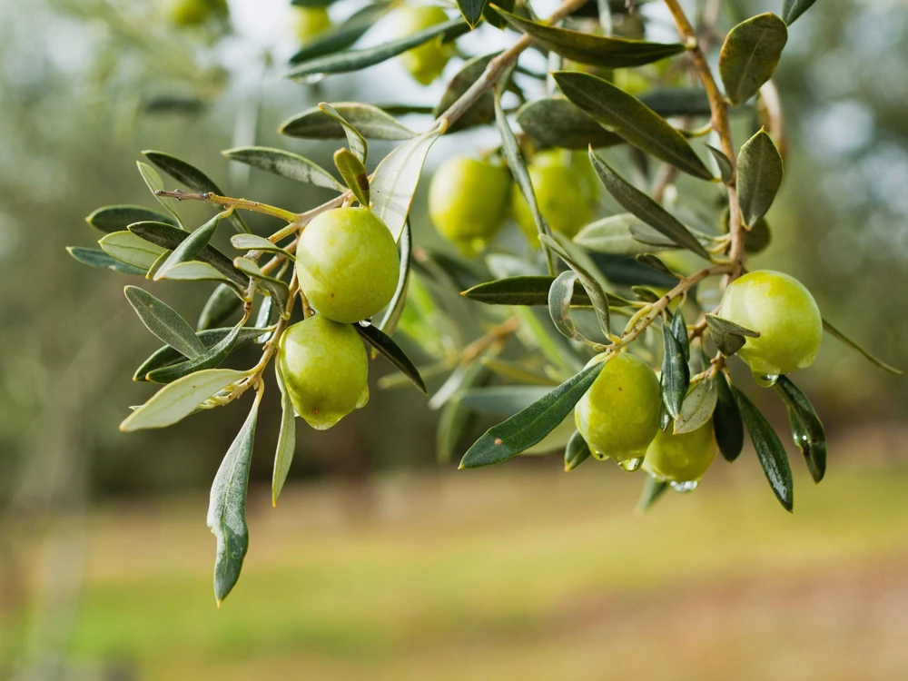 European Olive Tree Seeds – Olea Europaea – 15 Edible Fruit Seeds – Outdoor - Image 5
