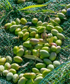 European Olive Tree Seeds – Olea Europaea – 15 Edible Fruit Seeds – Outdoor - Image 6