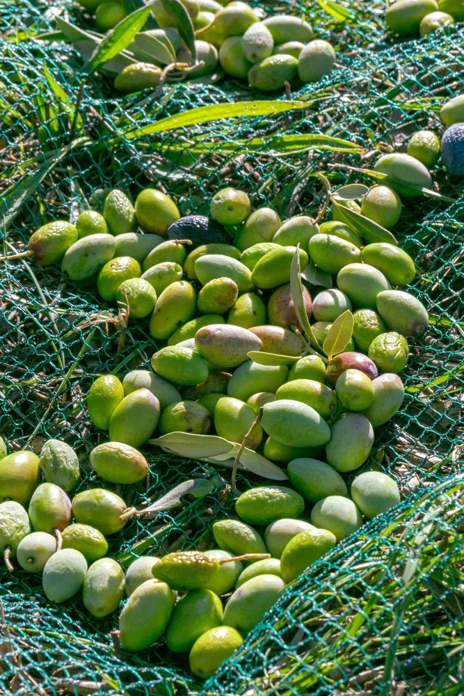 European Olive Tree Seeds – Olea Europaea – 15 Edible Fruit Seeds – Outdoor - Image 6