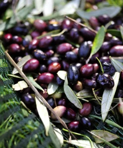 European Olive Tree Seeds – Olea Europaea – 15 Edible Fruit Seeds – Outdoor - Image 7