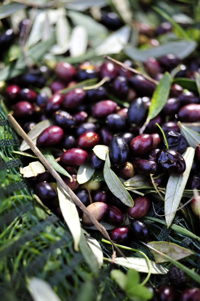 European Olive Tree Seeds – Olea Europaea – 15 Edible Fruit Seeds – Outdoor - Image 7