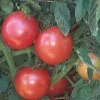 Eva Purple Ball Tomato Seeds - 20 German Heirloom Seeds - Indeterminate - Image 1