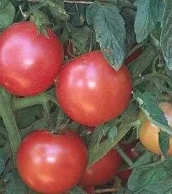 Eva Purple Ball Tomato Seeds - 20 German Heirloom Seeds - Indeterminate - Image 1