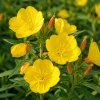 Evening Primrose Live Plant - Yellow Flowers, 2-4 Inch Tall, 3 Inch Pot - Image 1