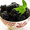 Everbearing Black Raspberry Live Plant - Ohio Treasure Variety - 3.25" Pot - Image 1