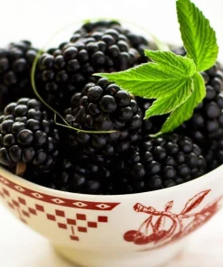 Everbearing Black Raspberry Live Plant - Ohio Treasure Variety - 3.25