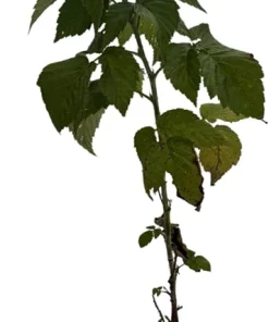 Everbearing Black Raspberry Live Plant - Ohio Treasure Variety - 3.25