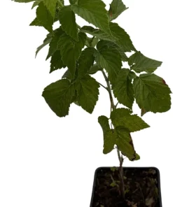 Everbearing Black Raspberry Live Plant - Ohio Treasure Variety - 3.25