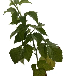 Everbearing Black Raspberry Live Plant - Ohio Treasure Variety - 3.25