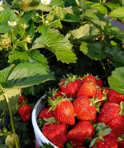 Everbearing Strawberry Live Plant – 3 inch Pot – Sweet Berries – Outdoor - Image 10