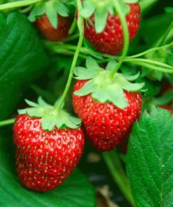Everbearing Strawberry Live Plant – 3 inch Pot – Sweet Berries – Outdoor - Image 2