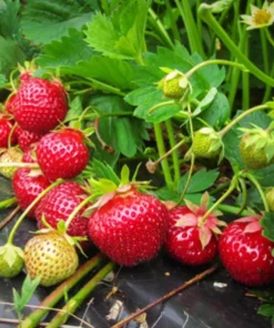 Everbearing Strawberry Live Plant – 3 inch Pot – Sweet Berries – Outdoor - Image 3