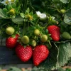 Everbearing Strawberry Live Plant – 3 inch Pot – Sweet Berries – Outdoor - Image 1