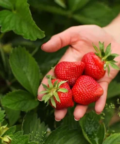 Everbearing Strawberry Live Plant – 3 inch Pot – Sweet Berries – Outdoor - Image 4