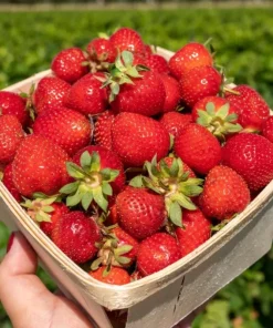 Everbearing Strawberry Live Plant – 3 inch Pot – Sweet Berries – Outdoor - Image 5